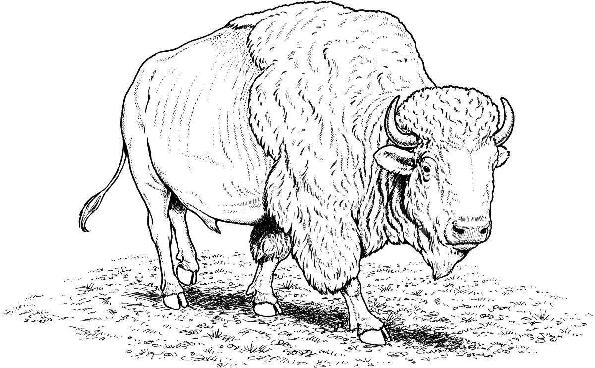 Adorable bison coloring page for kids