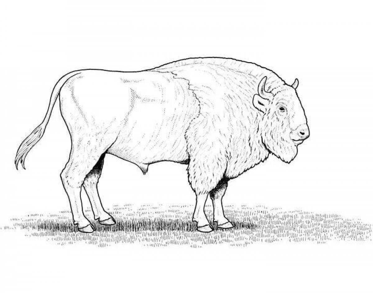 Gorgeous bison coloring book for kids