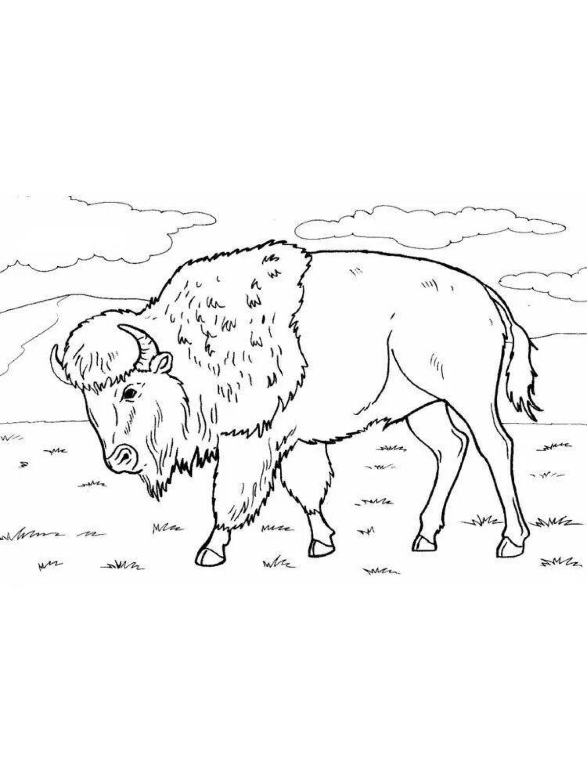 A wonderful bison coloring book for kids