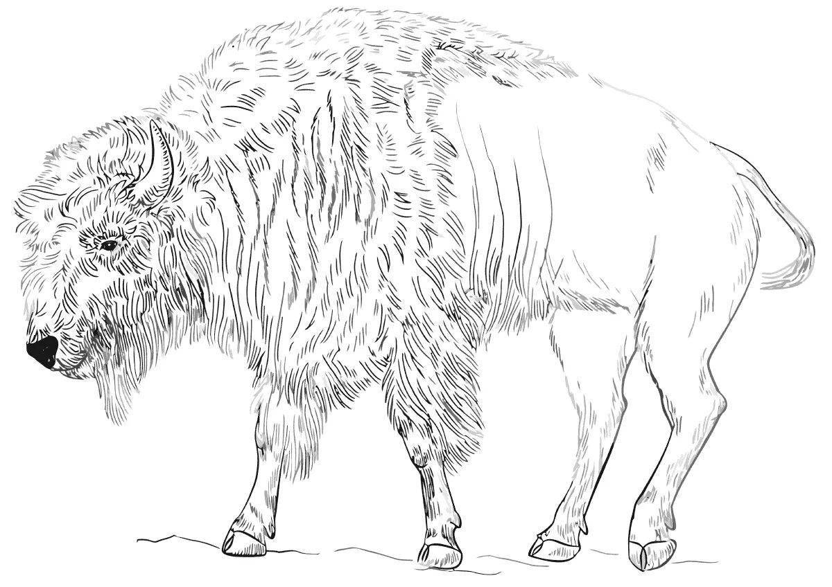 Amazing bison coloring book for kids