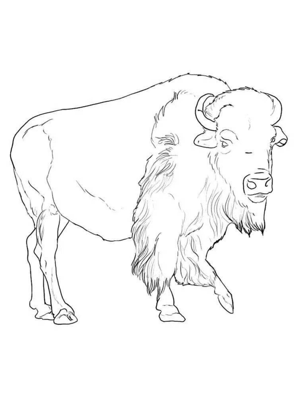 Exquisite bison coloring book for kids