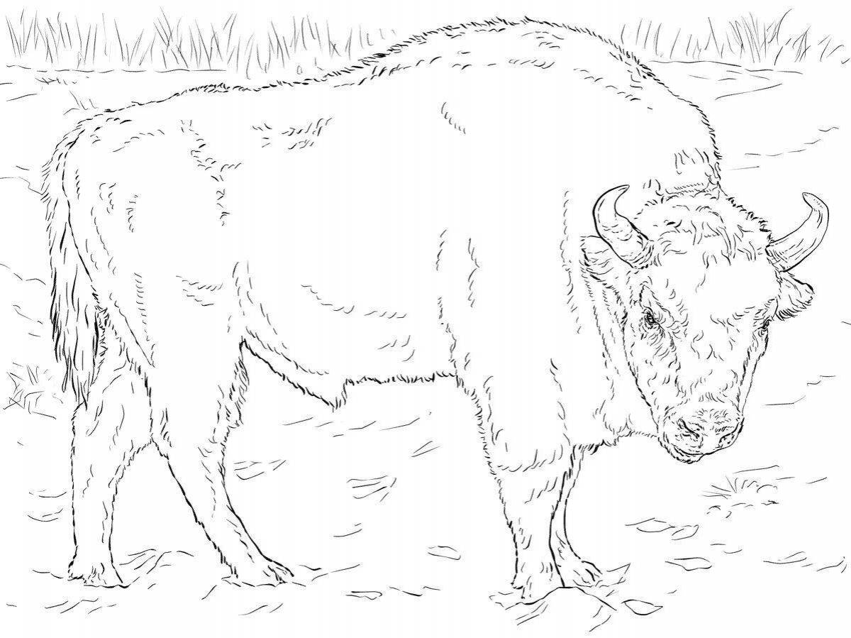 Beautiful bison coloring book for kids