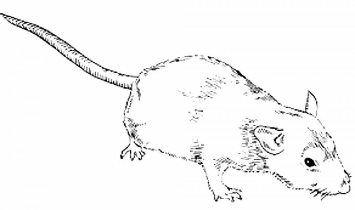 Очаровательная крыса-раскраска для детей
