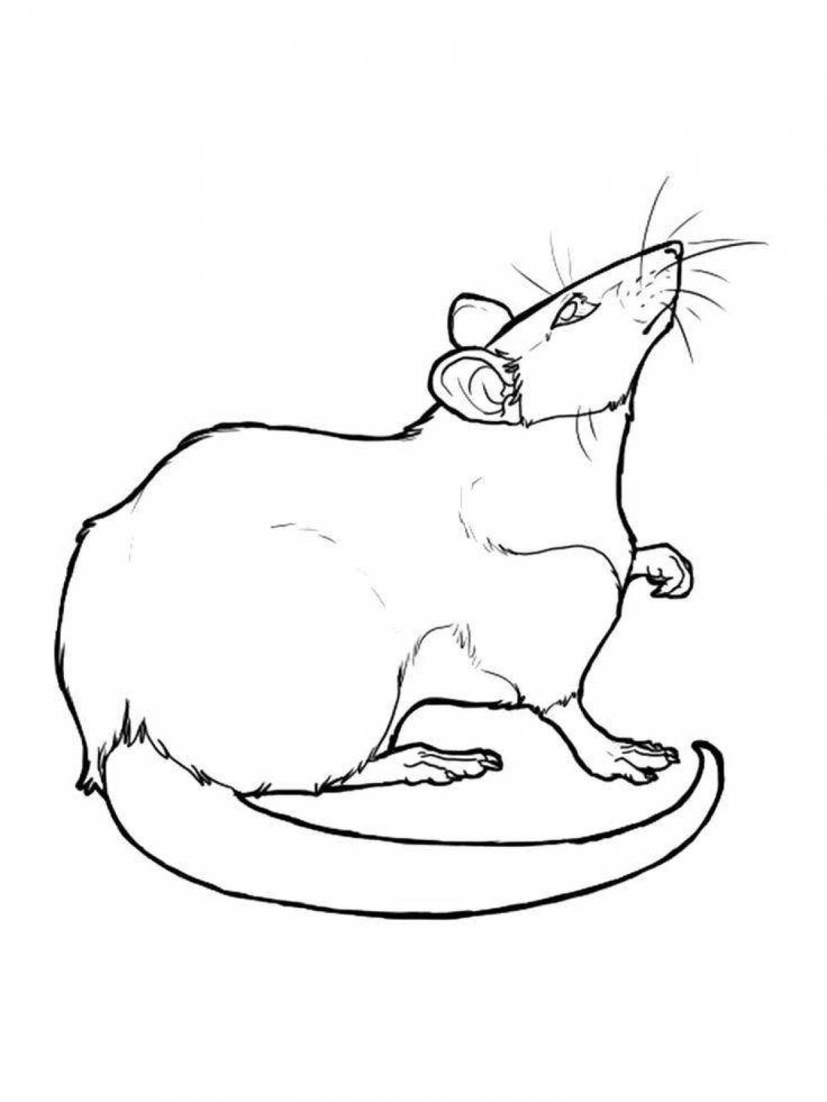 Funny rat coloring book for kids