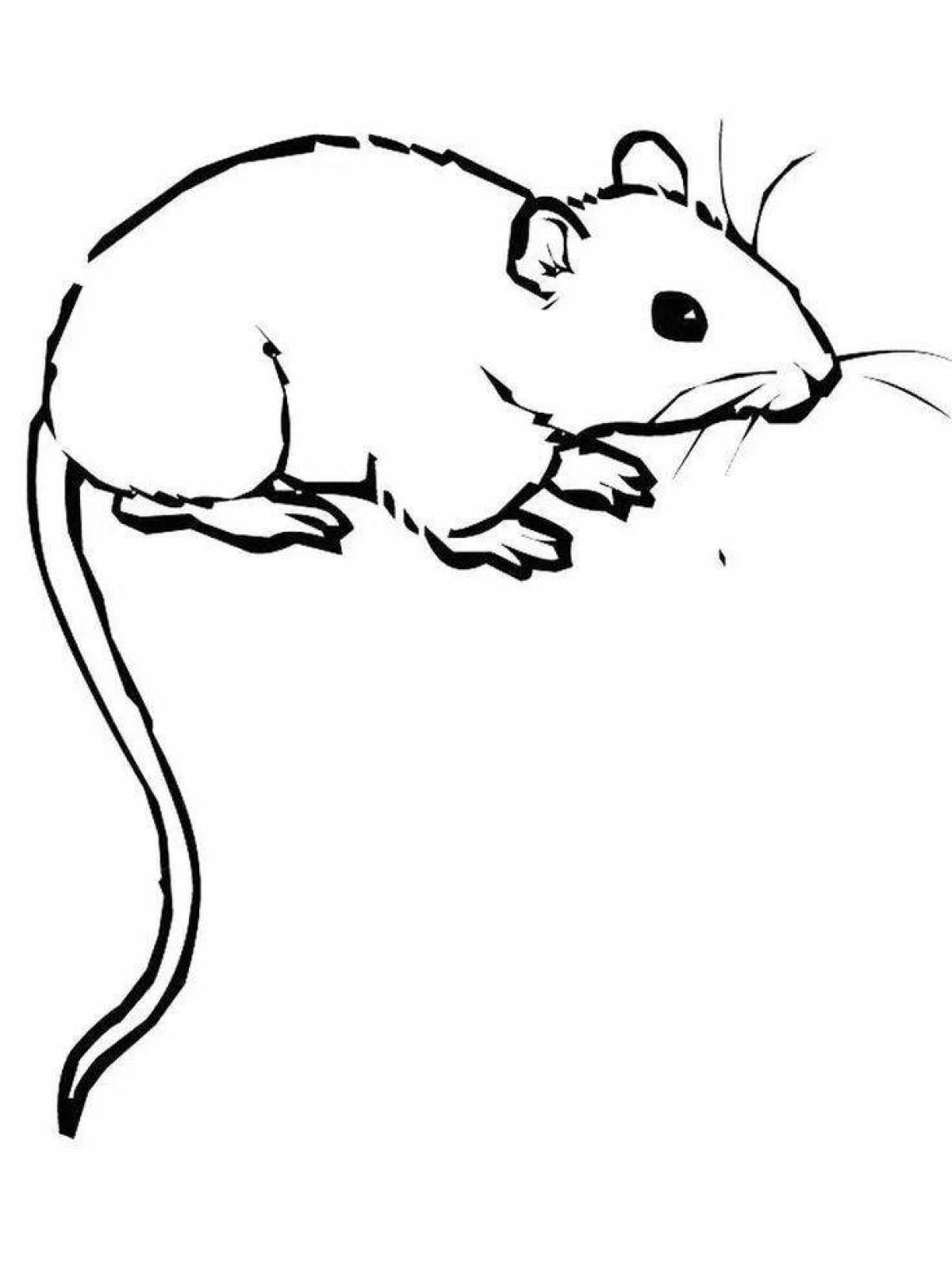 Rat for kids #4