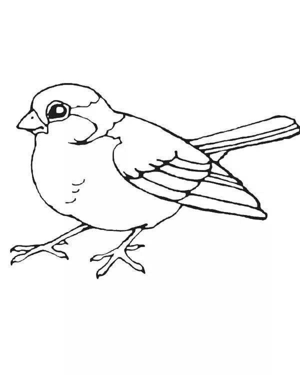 Colouring bright sparrow for children