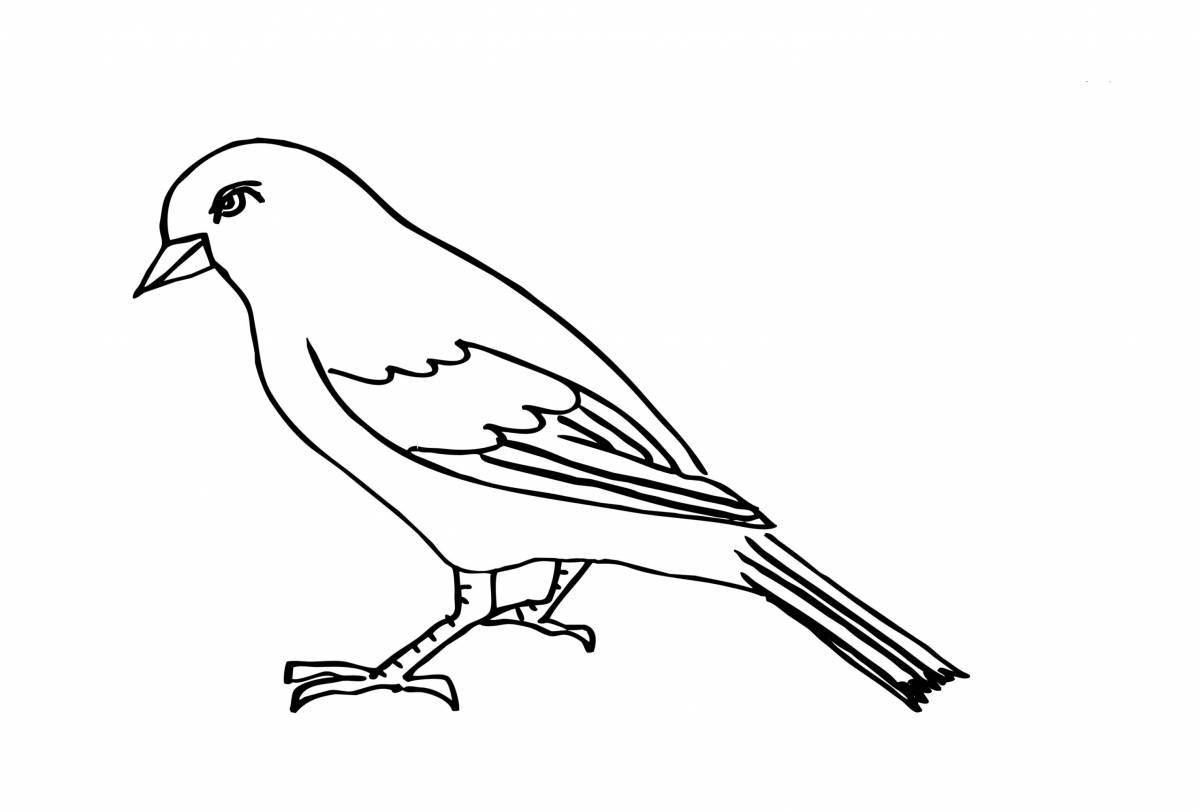 Exquisite sparrow coloring book for kids