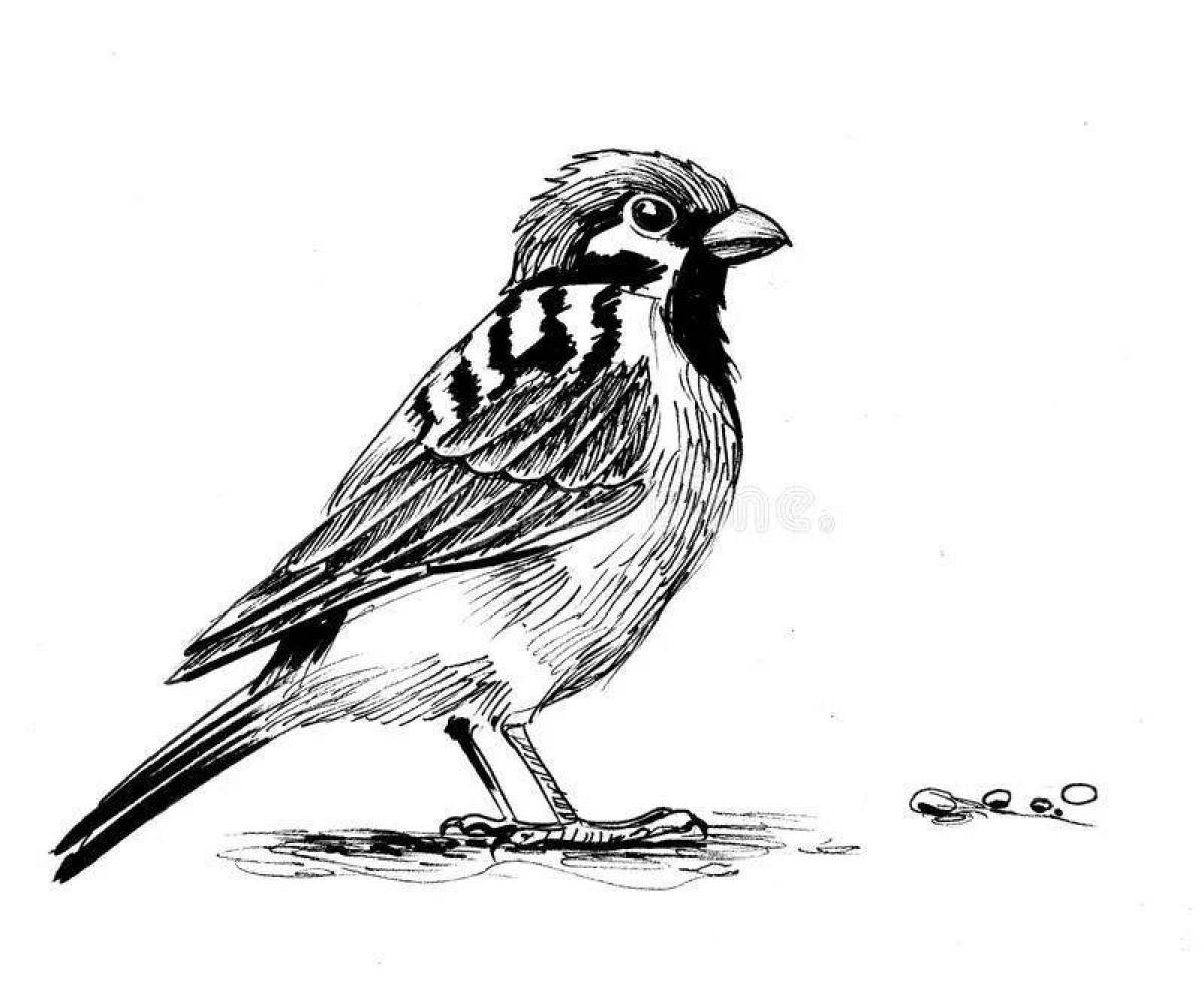 Children's coloring sparrow