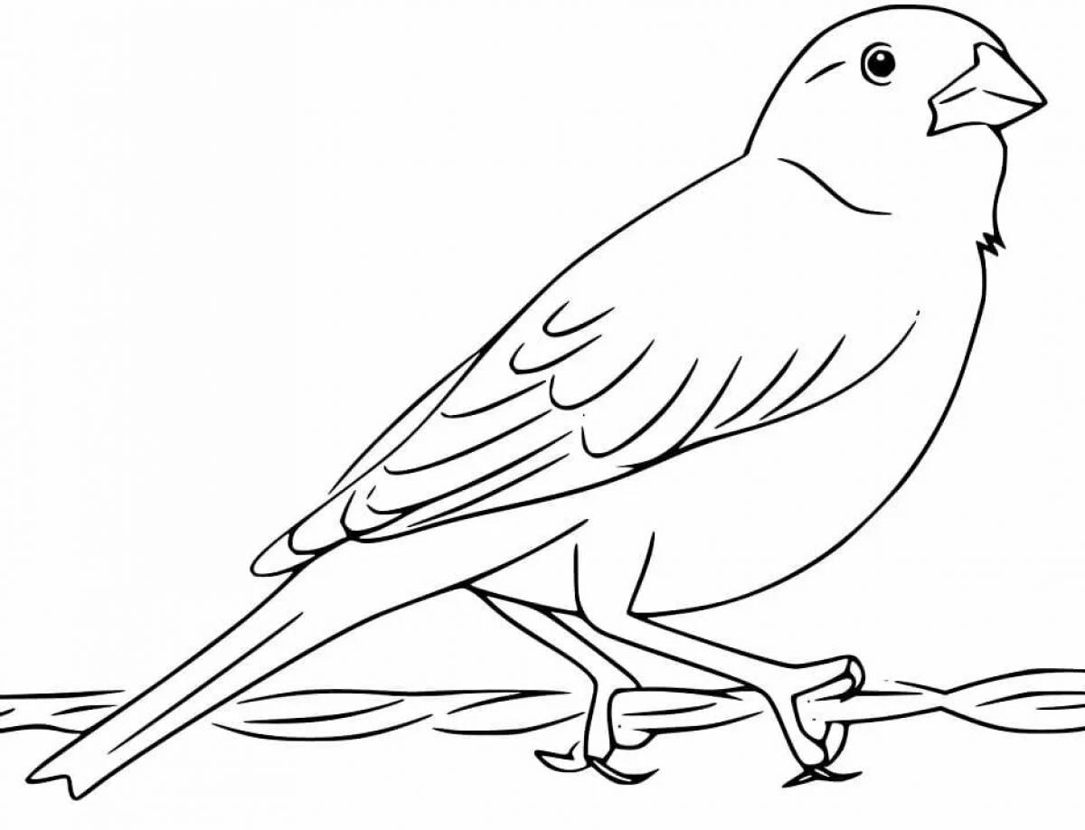 Humorous sparrow coloring book for kids