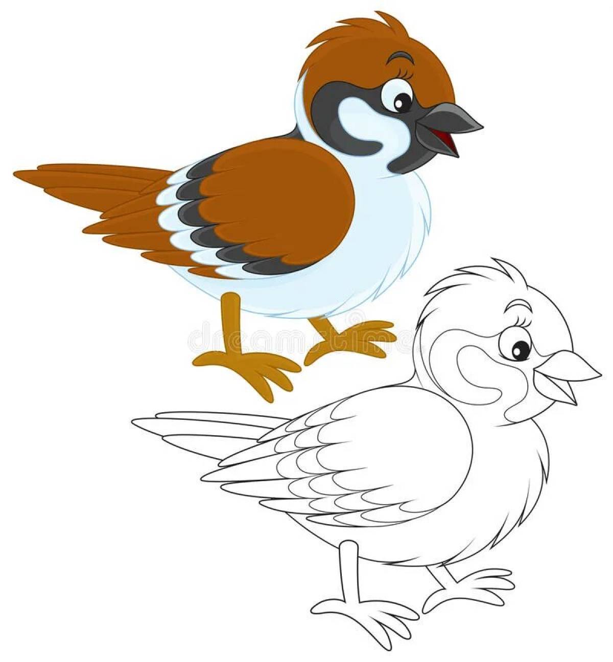 Sparrow coloring book for kids