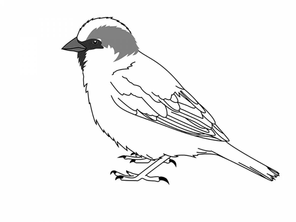Colorful sparrow coloring book for kids