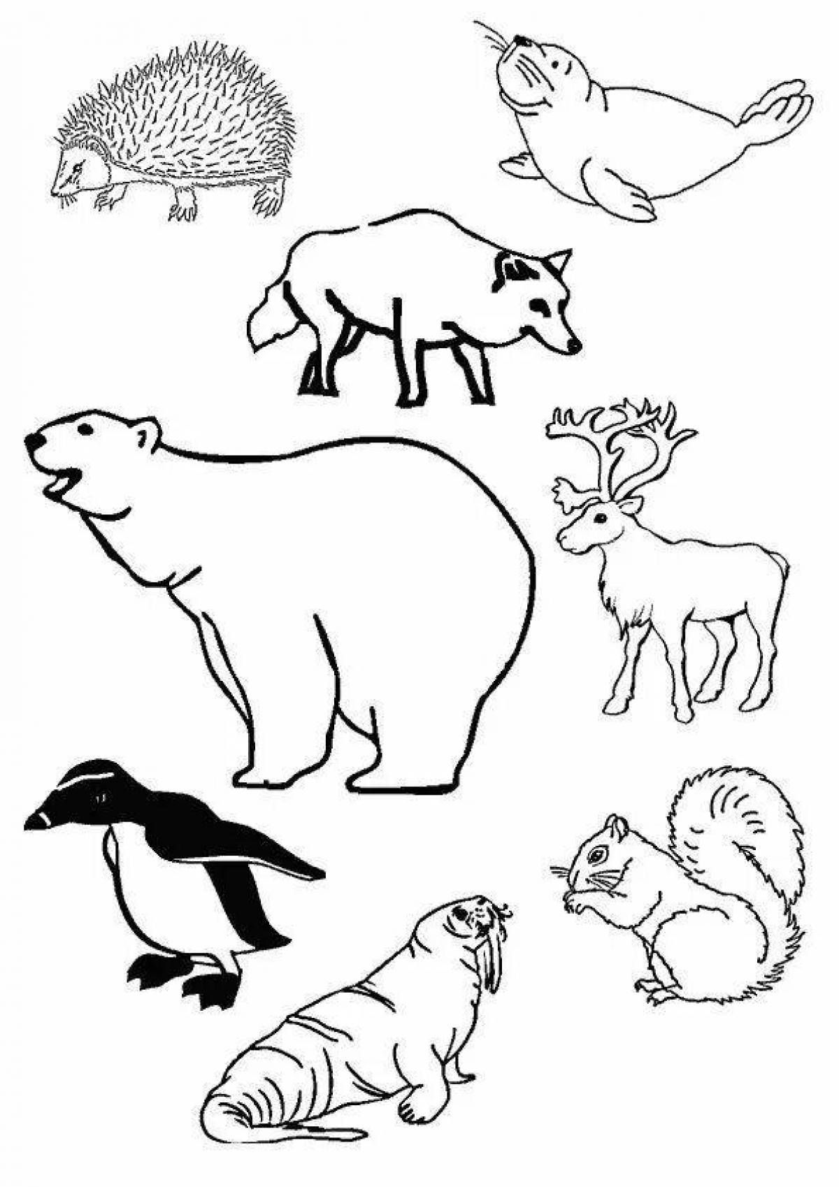 Exquisite coloring animals of cold countries for preschoolers