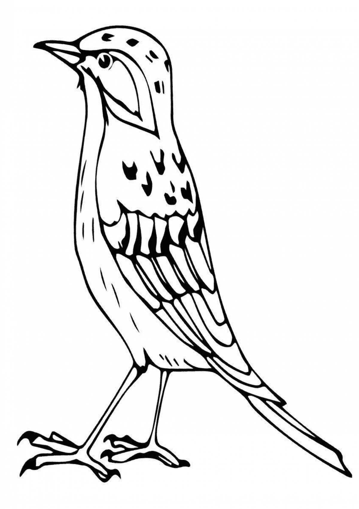 Rayed lark coloring page