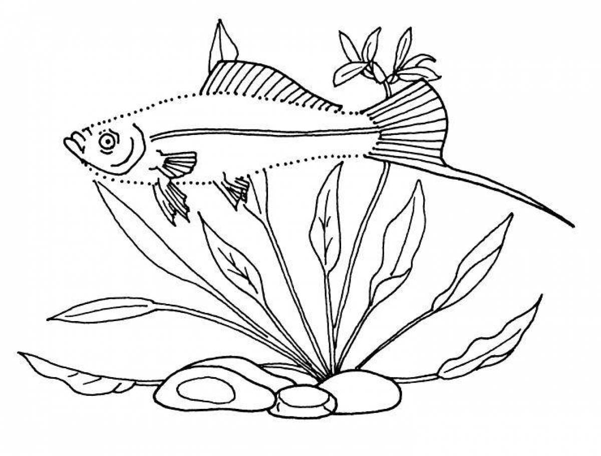 Раскраска аквариумные рыбки меченосец