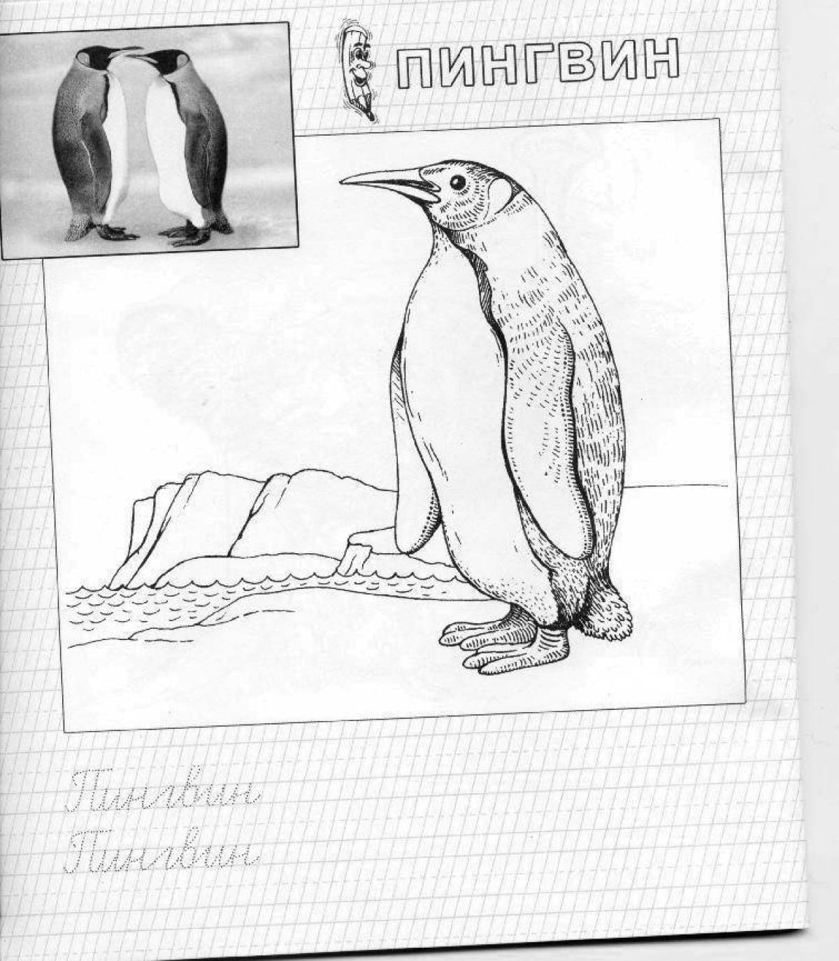 Exquisite emperor penguin coloring book
