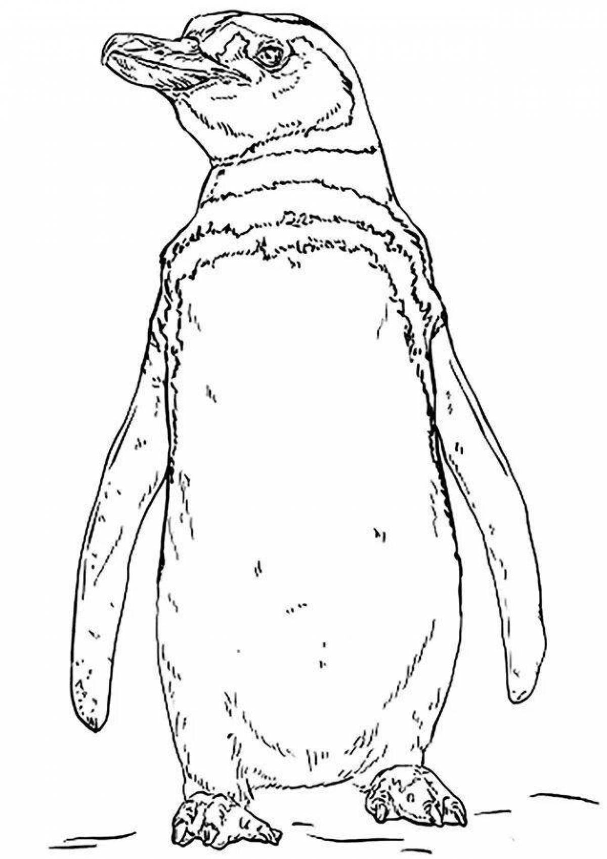 Очаровательный императорский пингвин раскраска