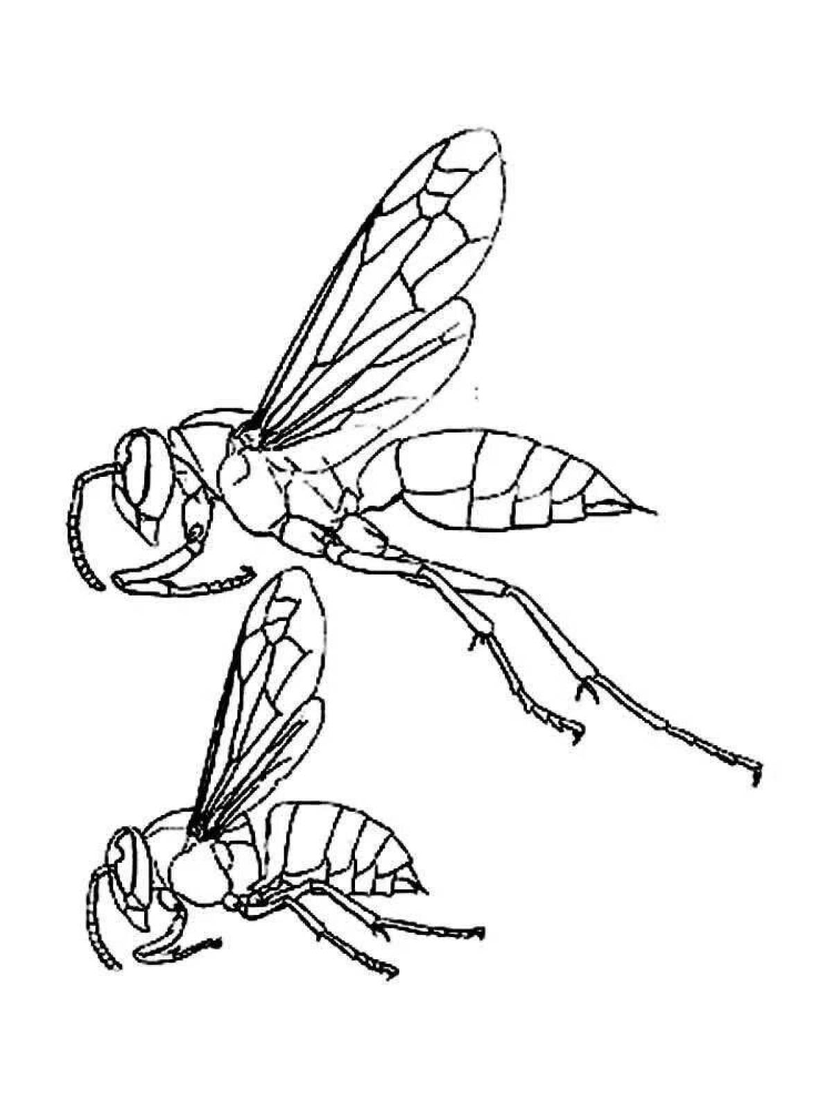 Wasp fun coloring for kids