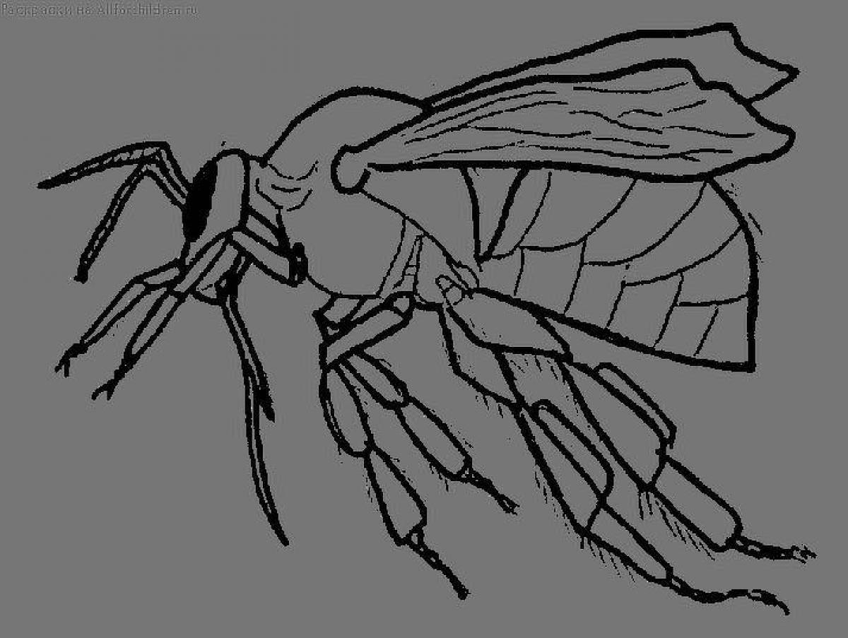 Exquisite wasp coloring book for kids