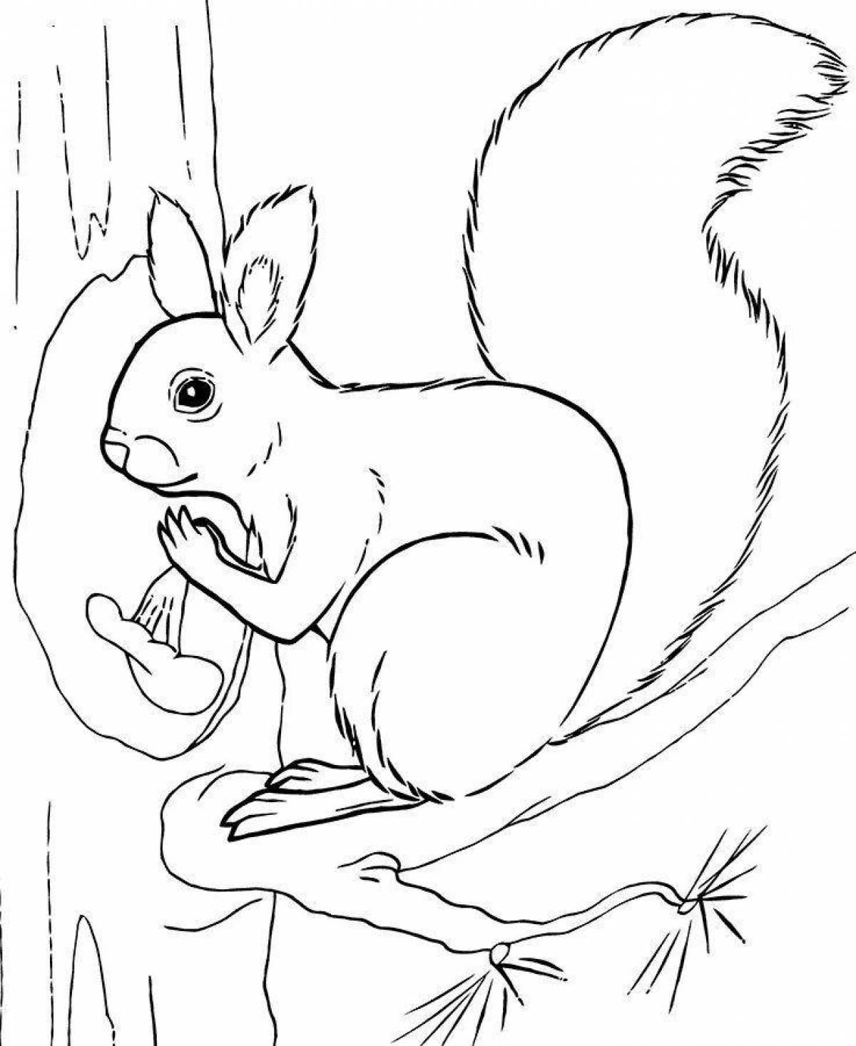 Fancy squirrel coloring book