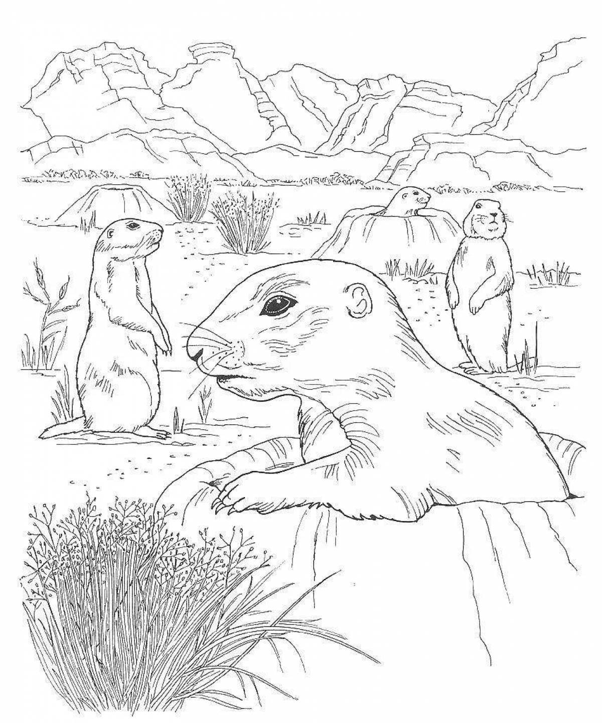 Colorful meerkat coloring page
