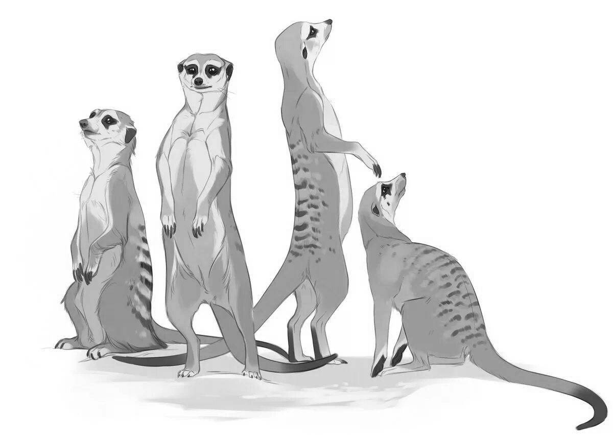 A fun meerkat coloring page