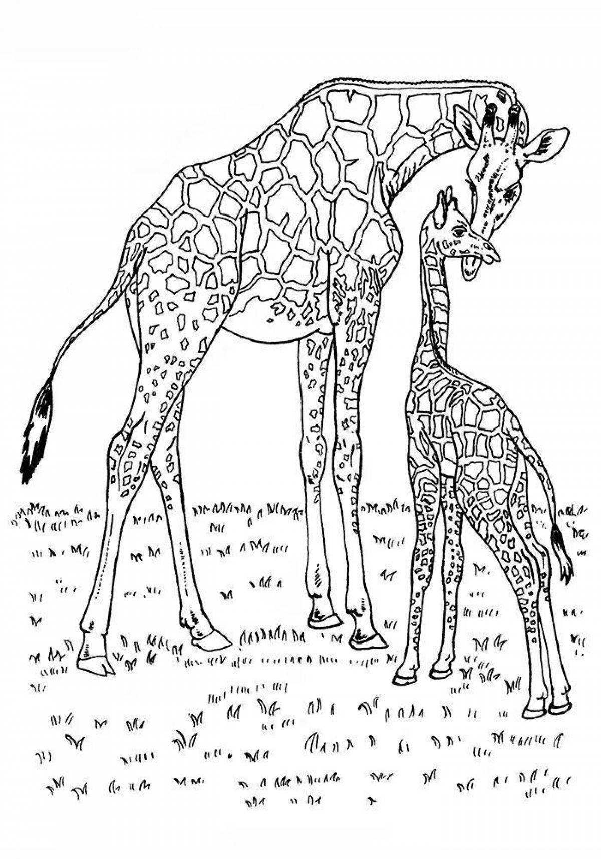 Attractive meerkat coloring page