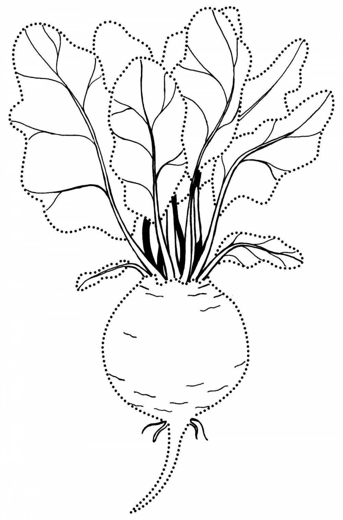 Свекла раскраска картинка для детей