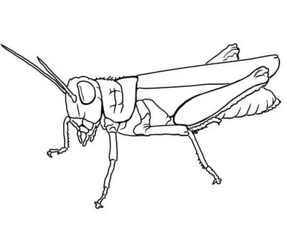 Раскраска насекомые кузнечик