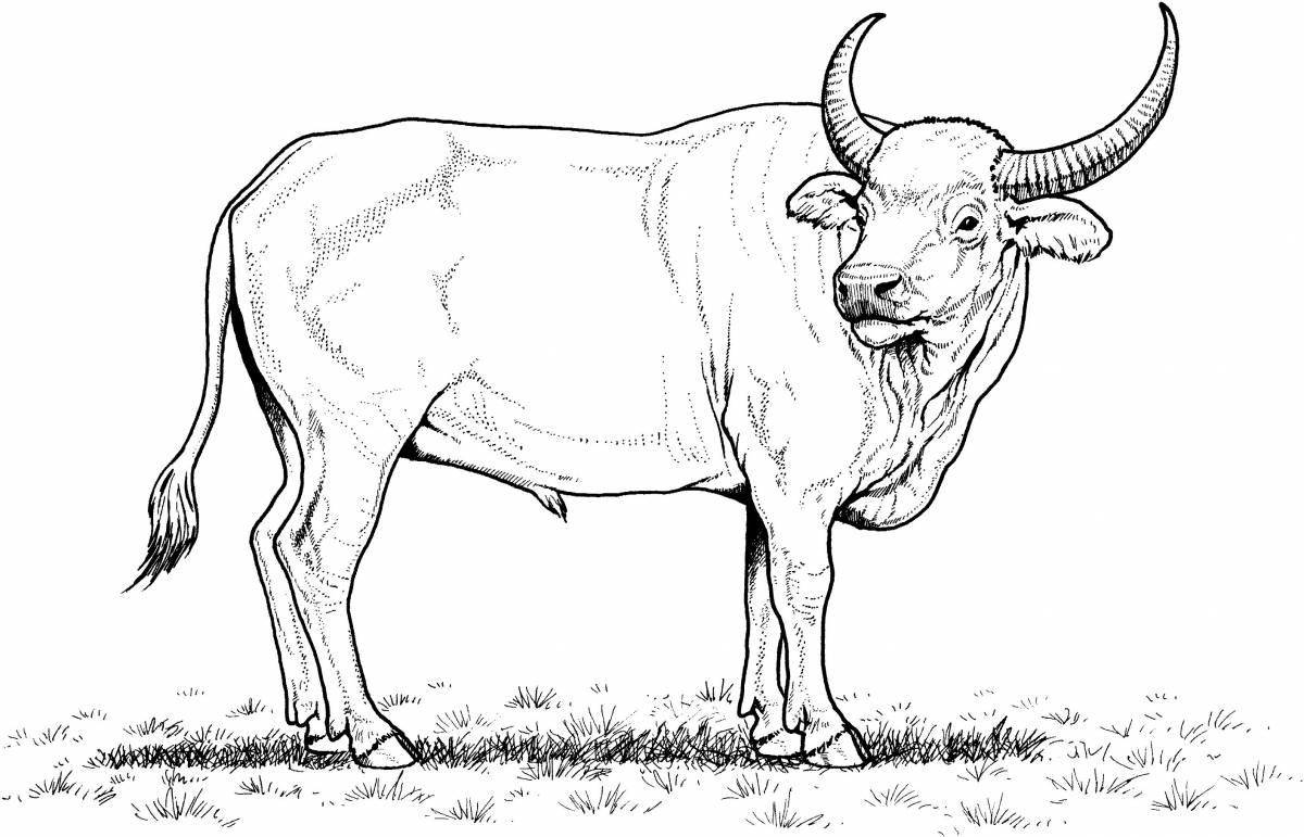 Exquisite bull coloring for kids
