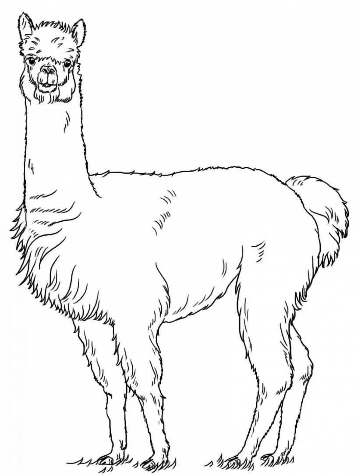 Fun coloring llama for kids