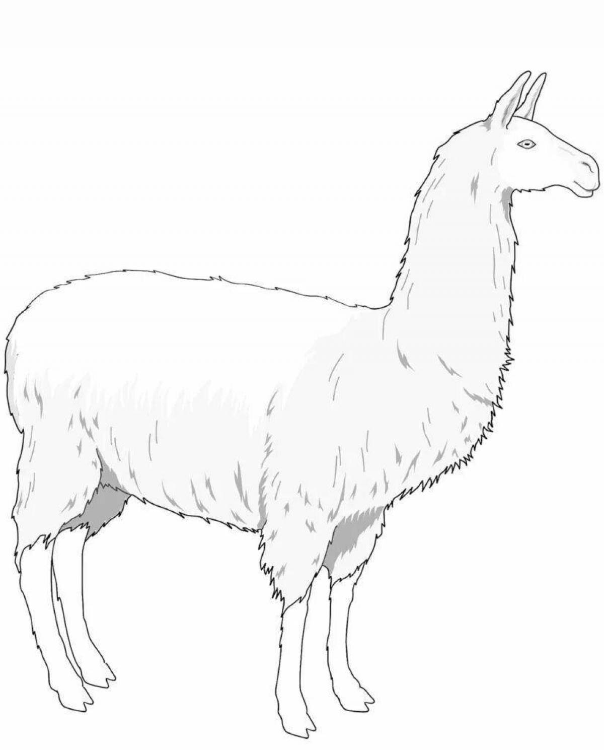 Cute llama coloring book for kids