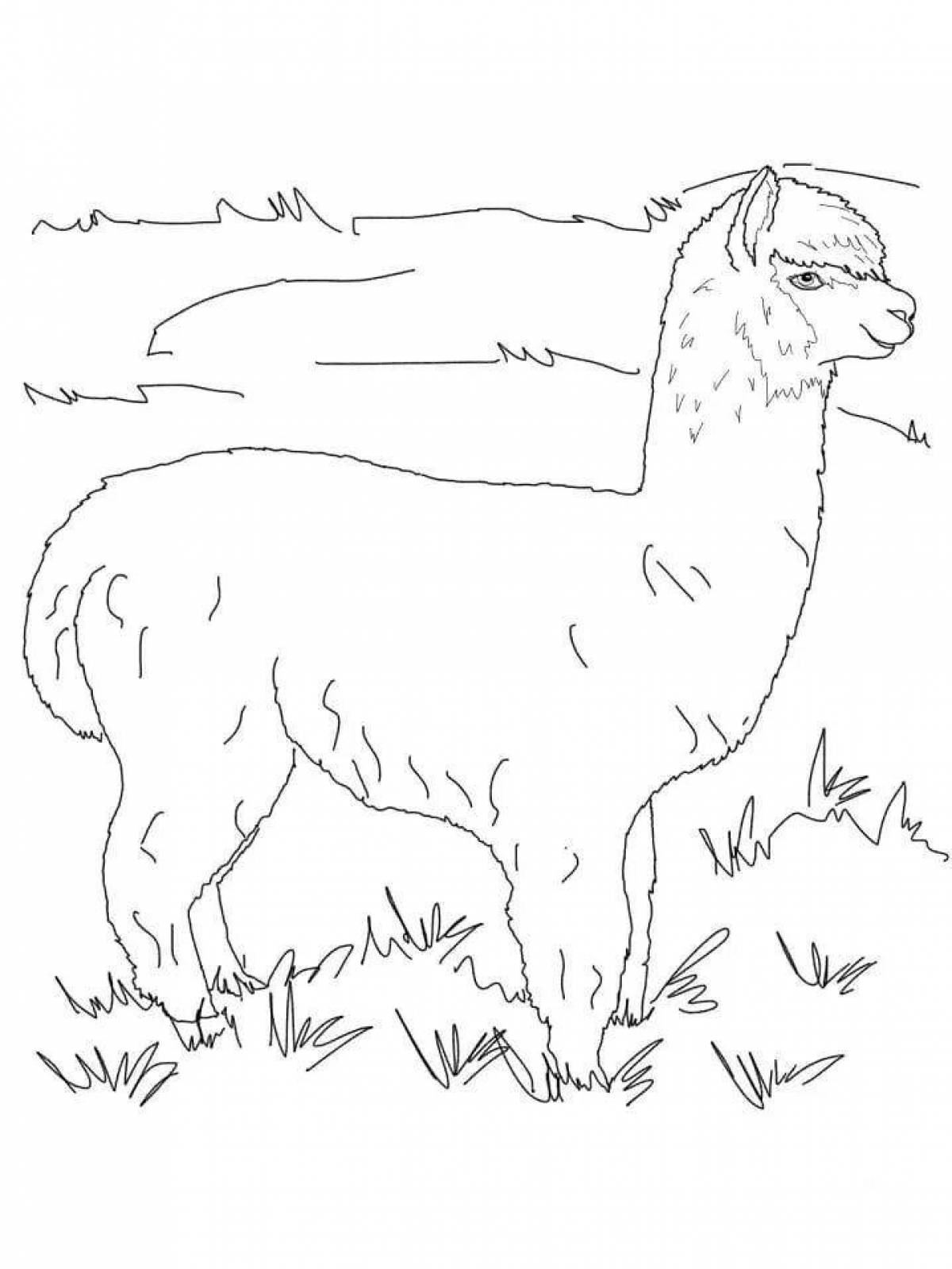 Attracting llama coloring for kids