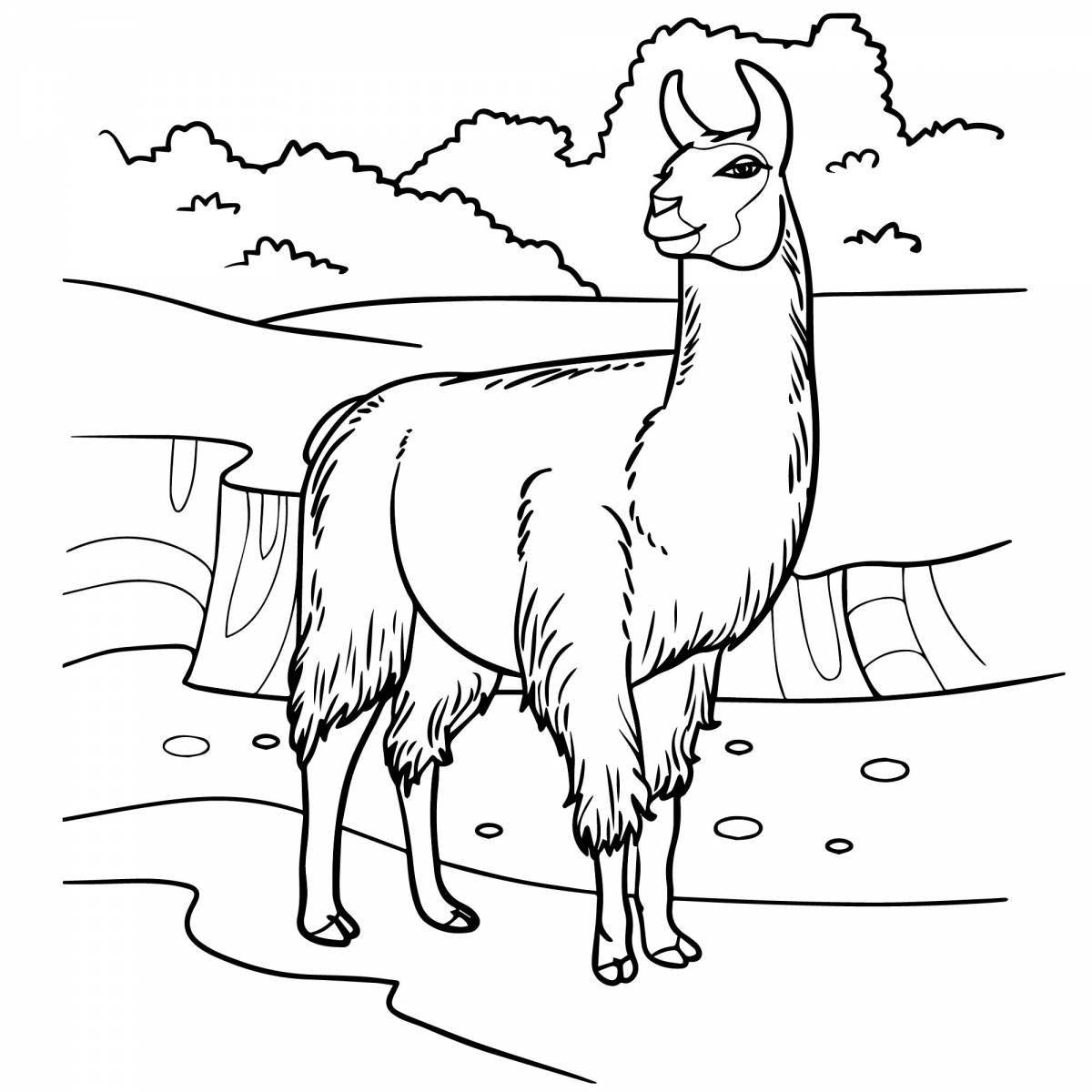 Kids llama #1