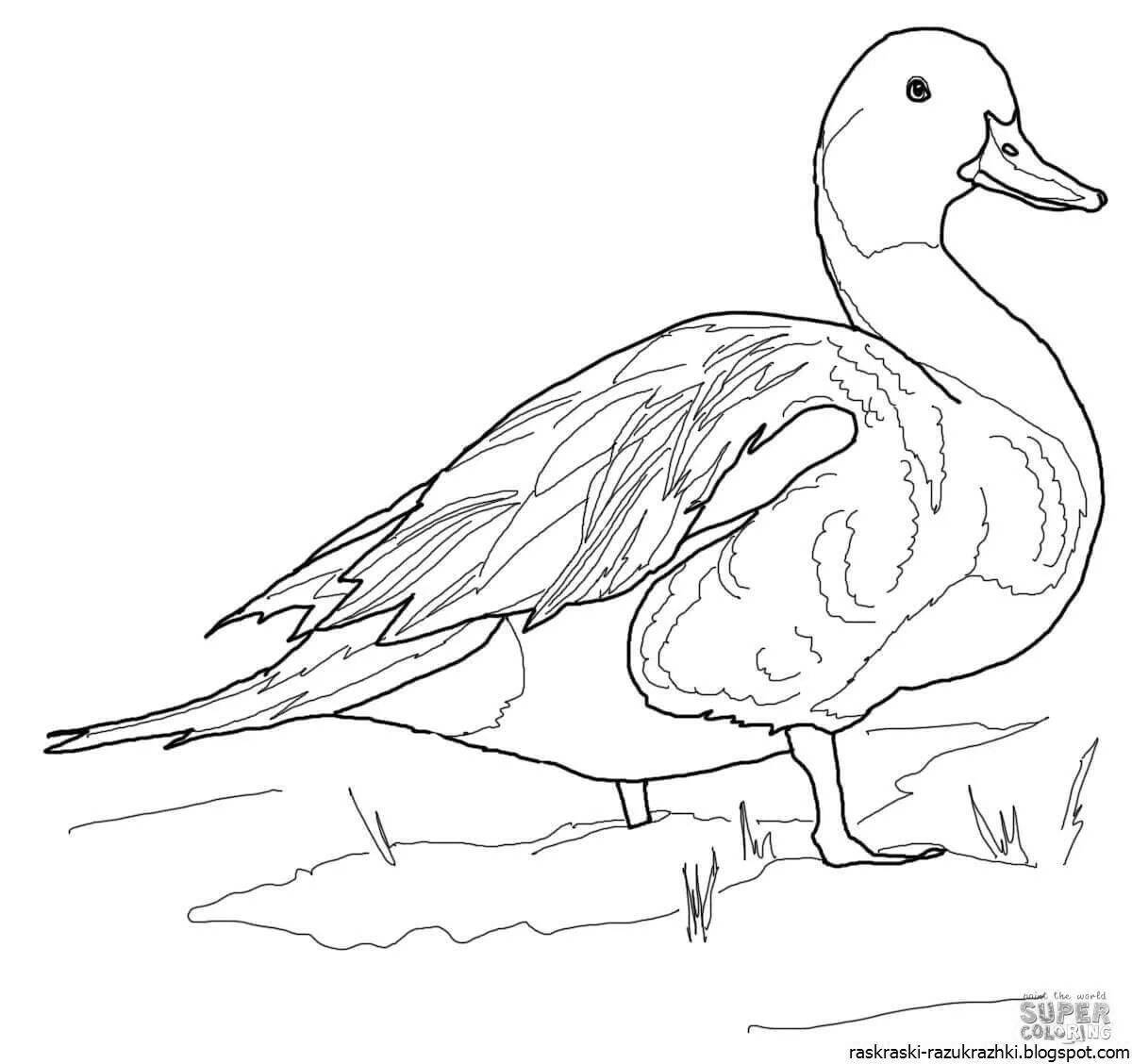 Playful duck coloring book for kids