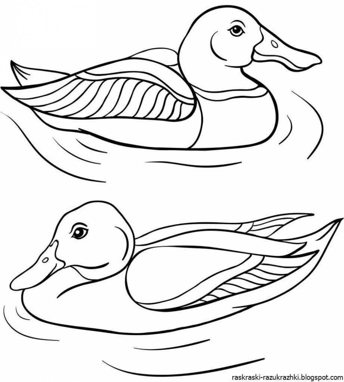 Duck picture for kids #5