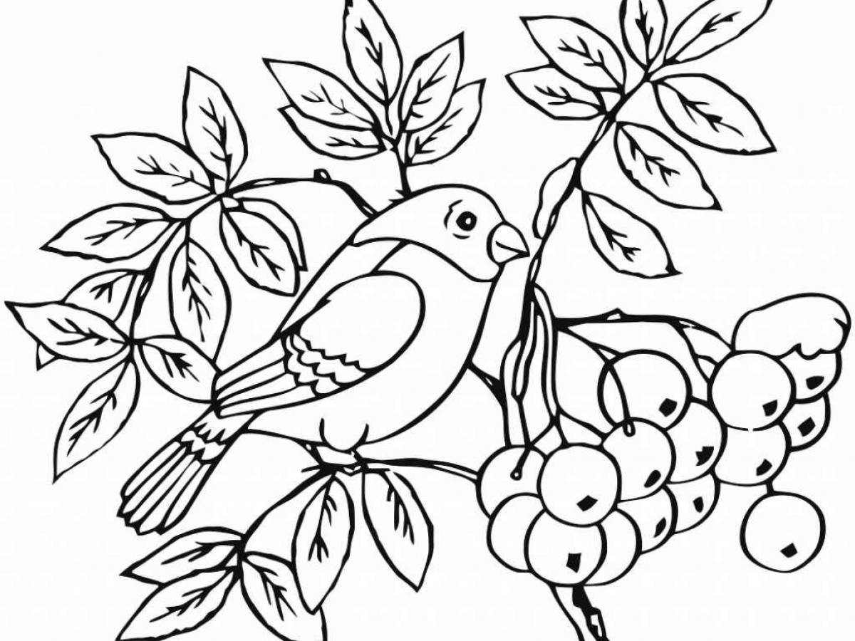 Coloring book cheerful bullfinch for children 6-7 years old