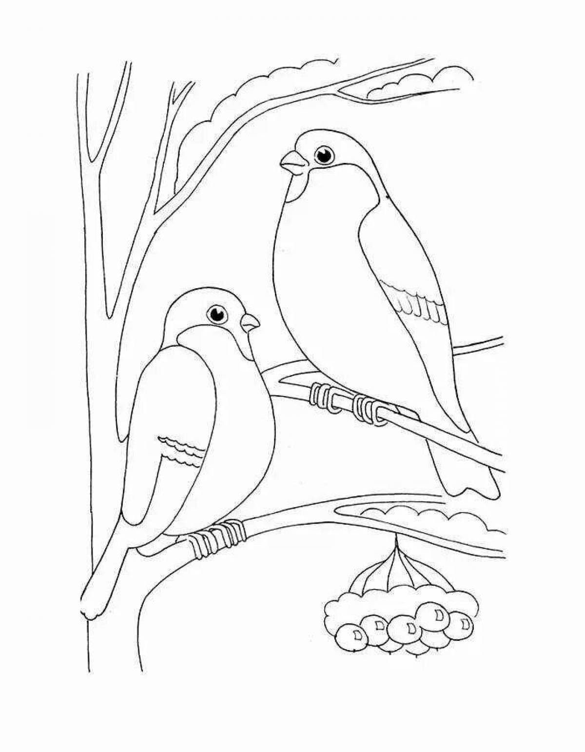 Colouring bullfinch for children 6-7 years old