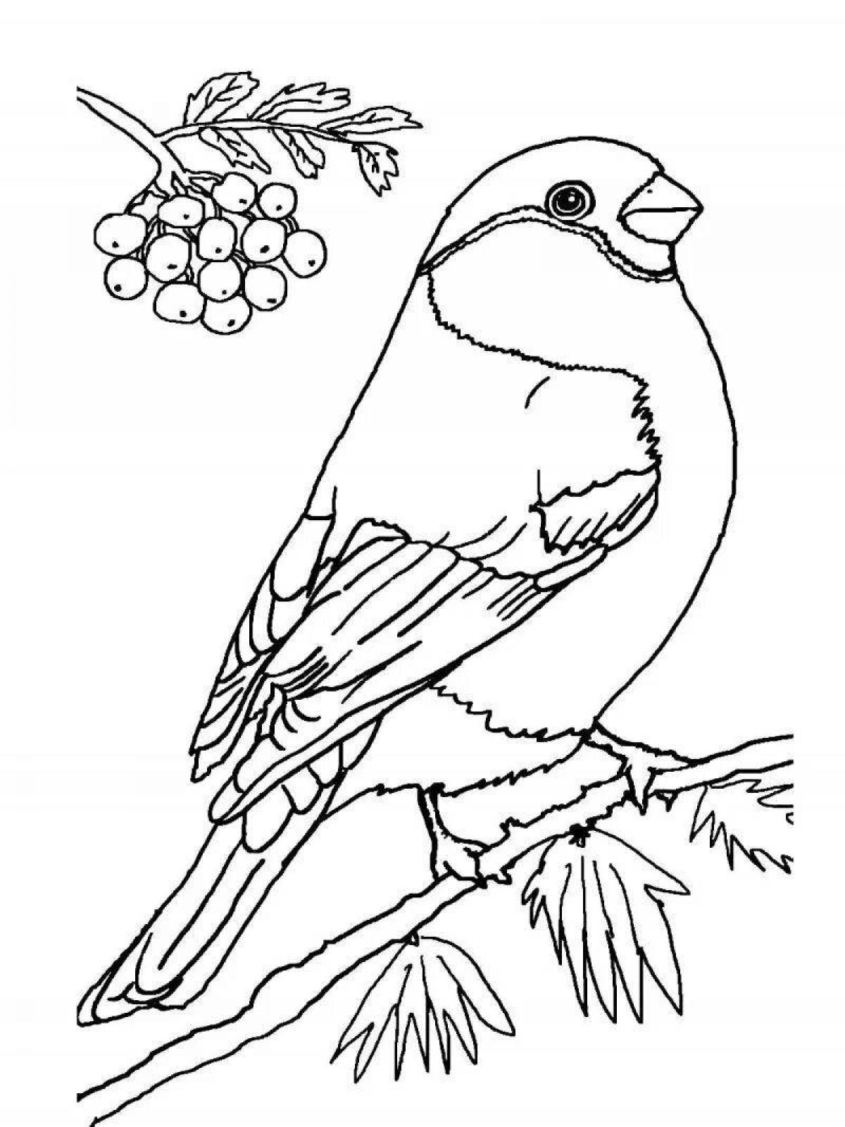 Coloring book cute bullfinch for children 6-7 years old