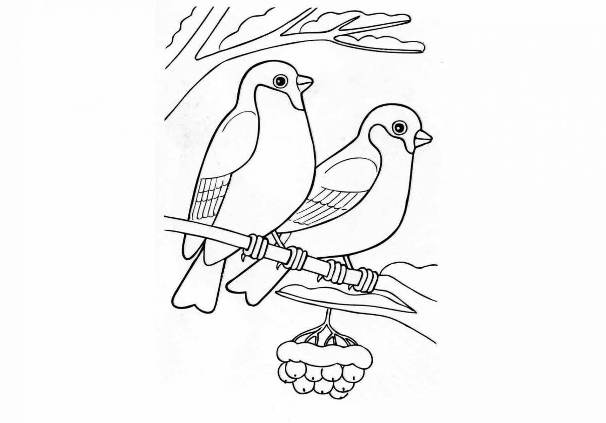 Great bullfinch coloring book for kids 6-7 years old