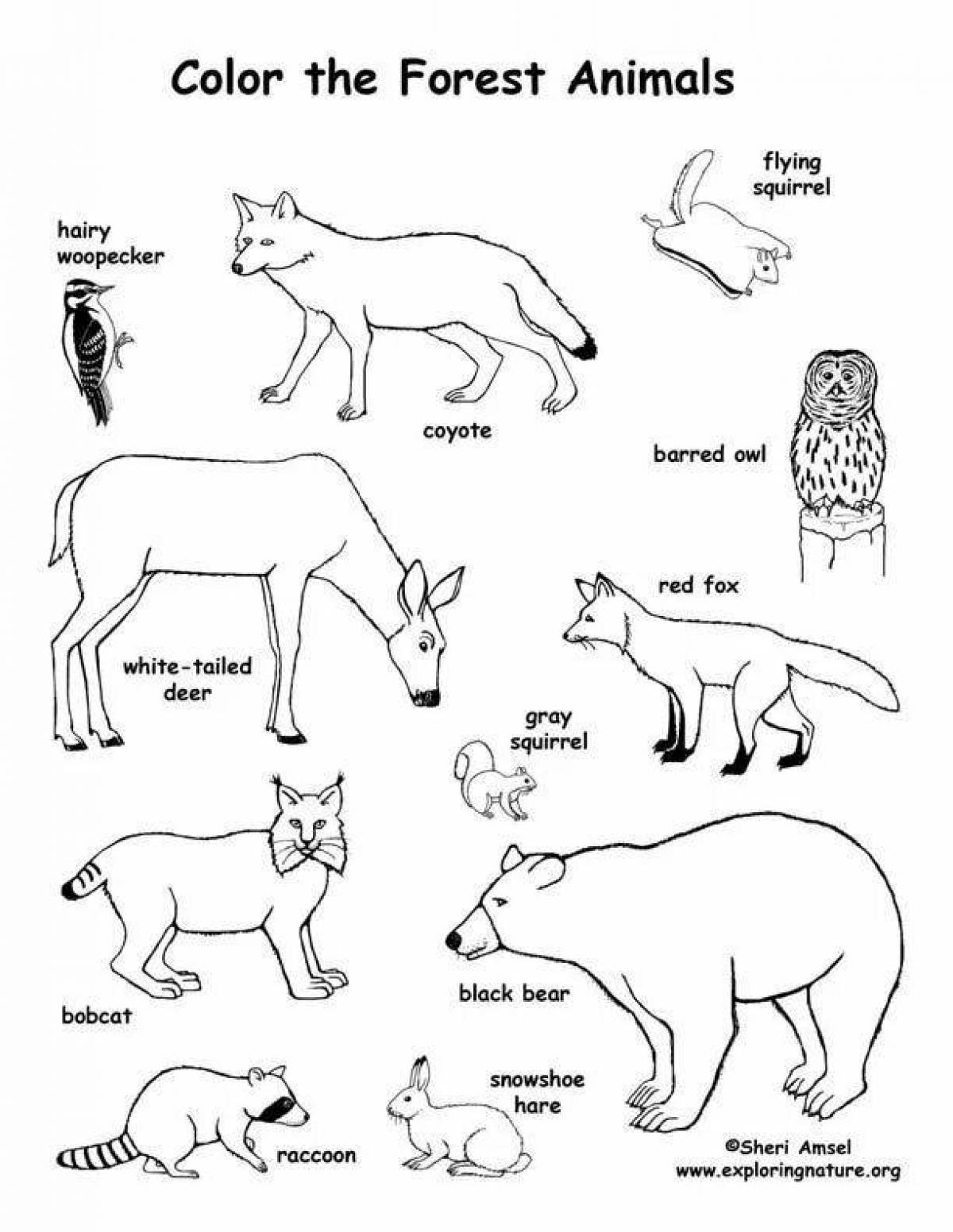 Сказочные раскраски животных на английском языке