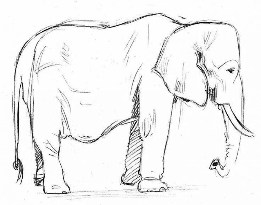 Куприн слон раскраска. Рисунок слона карандашом для срисовки. Рисунок слона для срисовки. Куприн слон рисунок карандашом. Тест слон куприн 3
