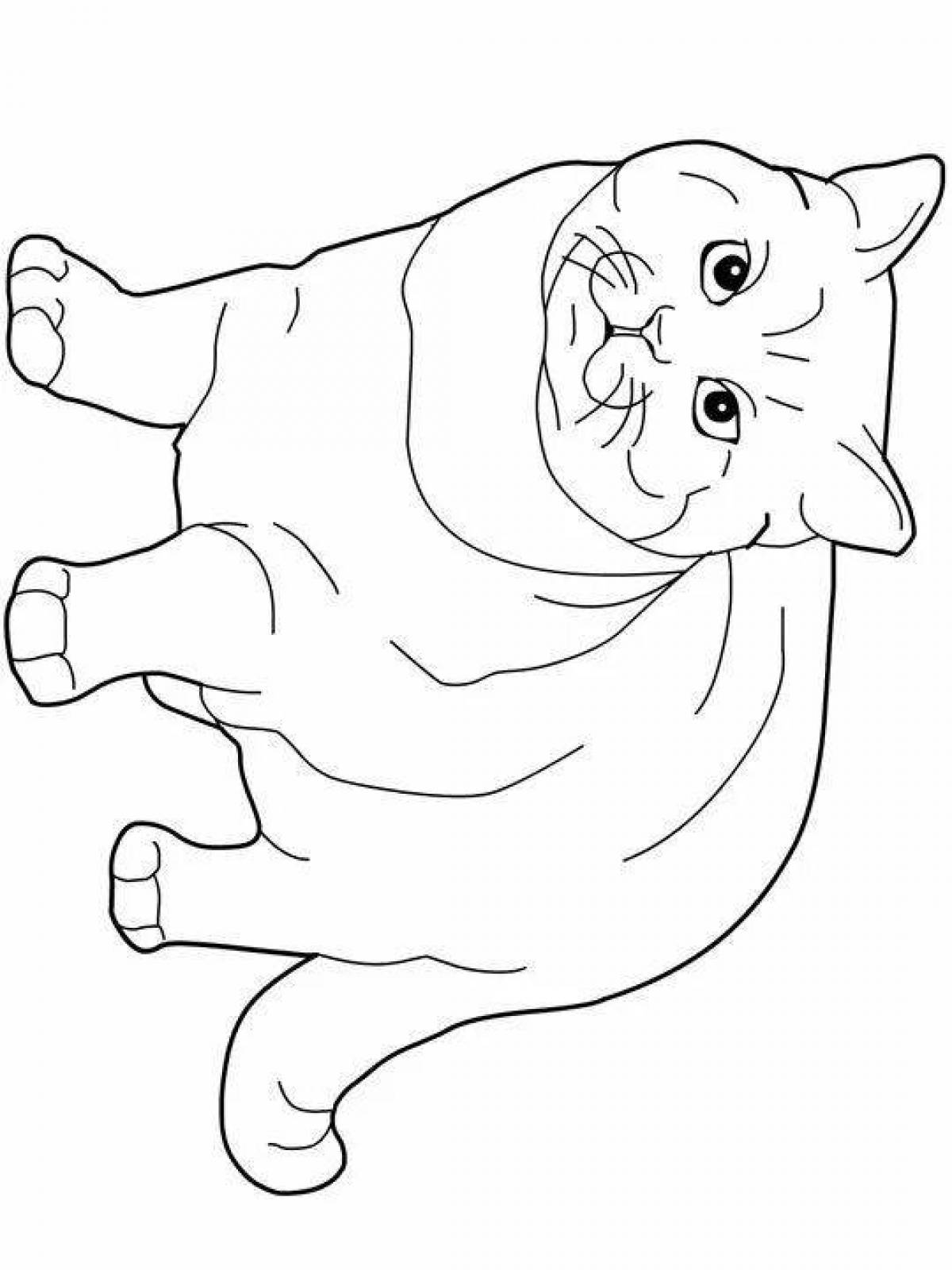 Раскраска Шотландская вислоухая кошка