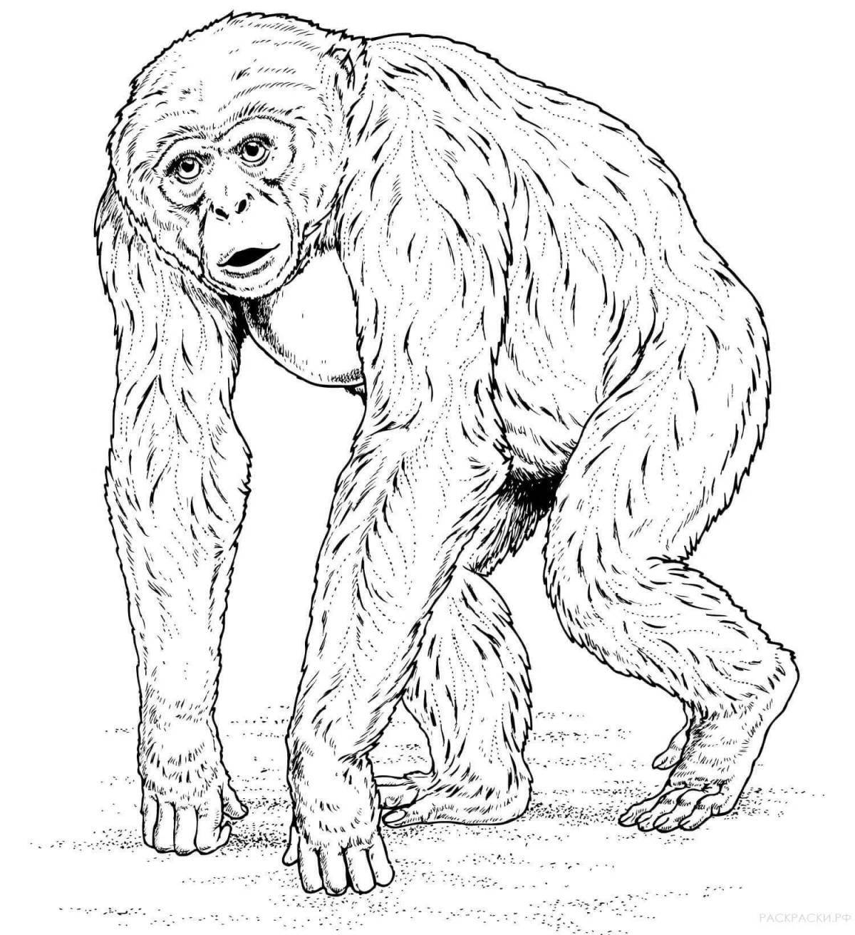 Colorful chimpanzee coloring page