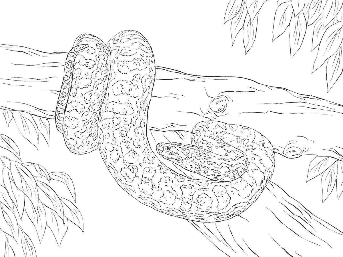 Coloring funny anaconda