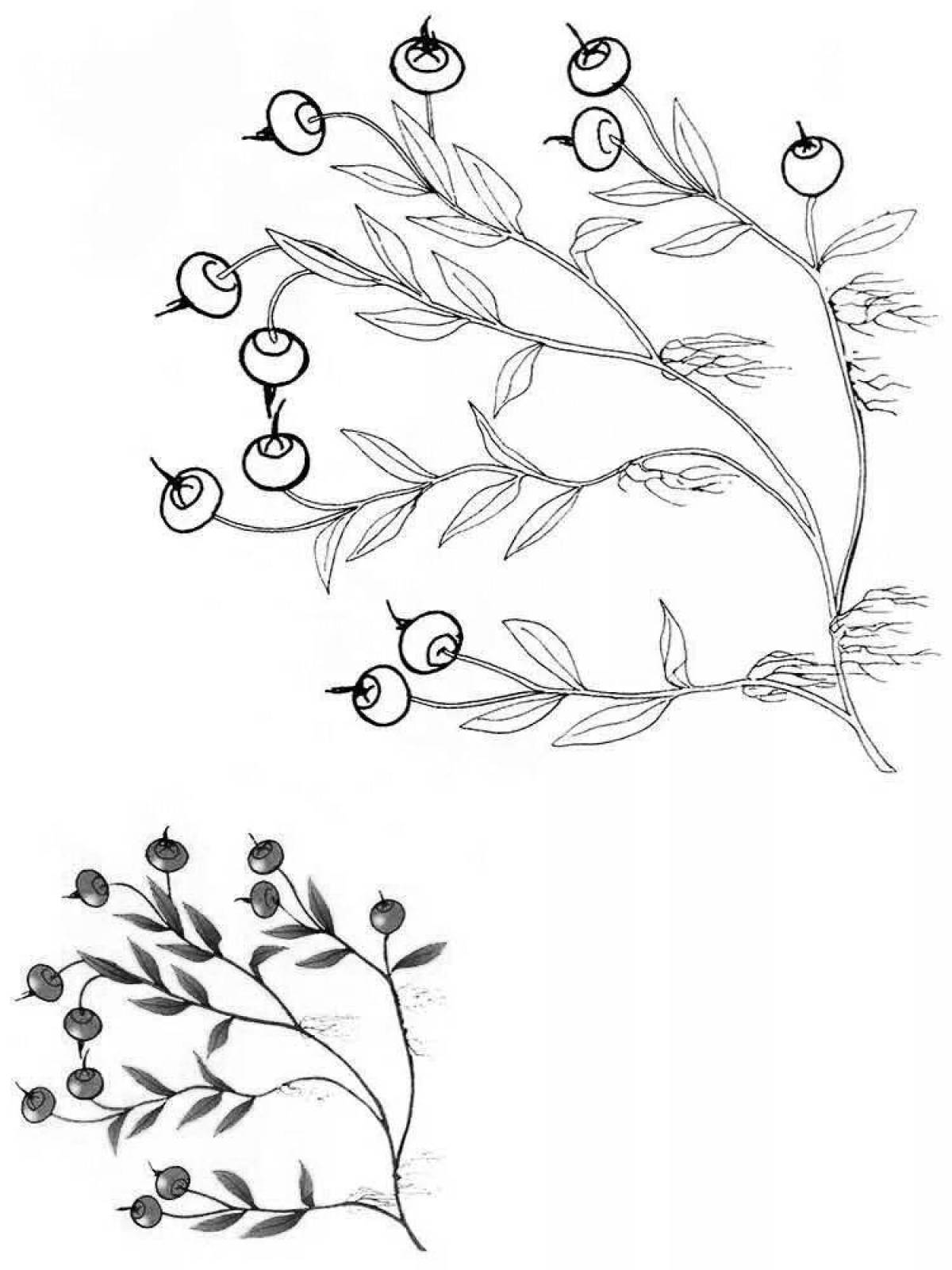 Cranberry blossom coloring page