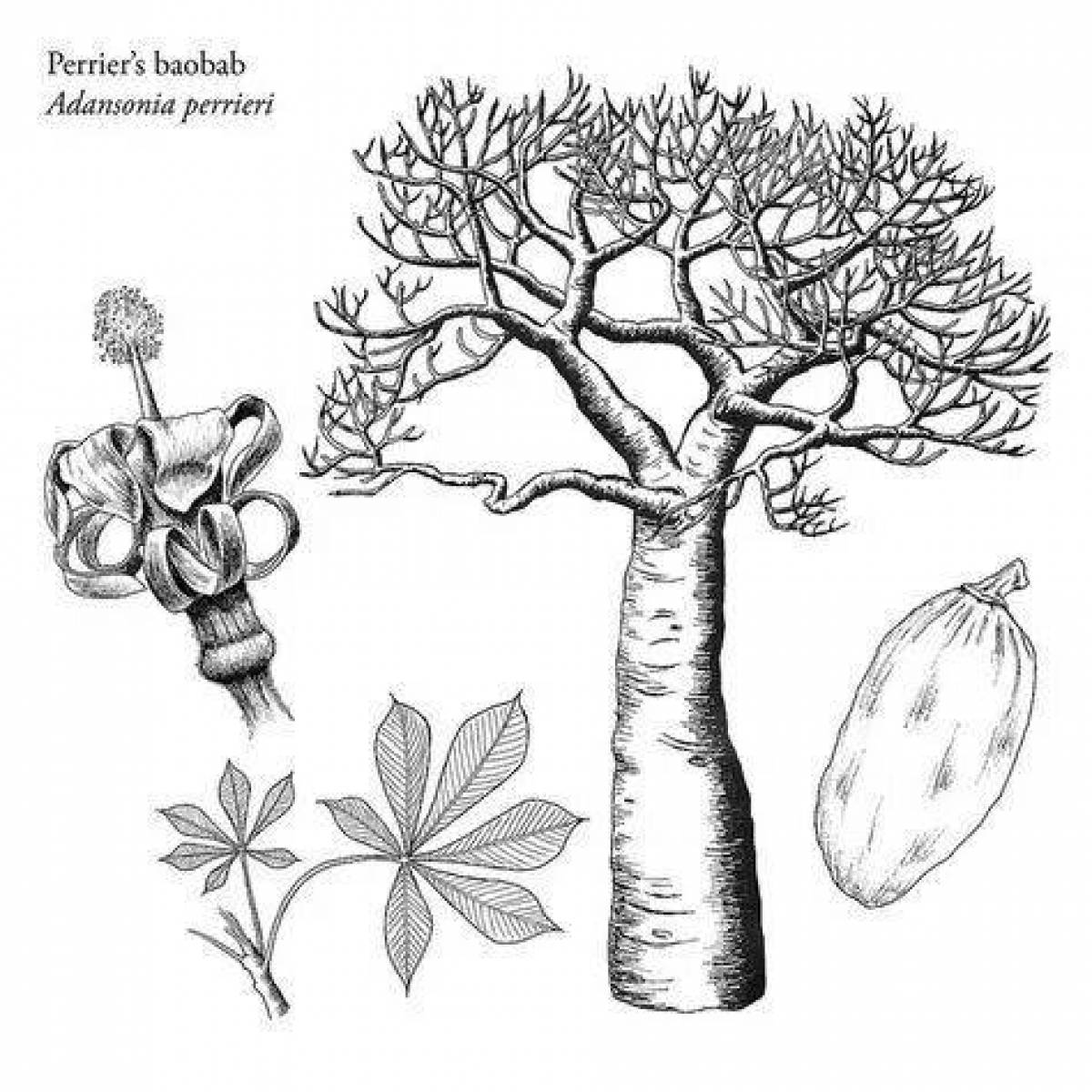 Coloring book inviting baobab