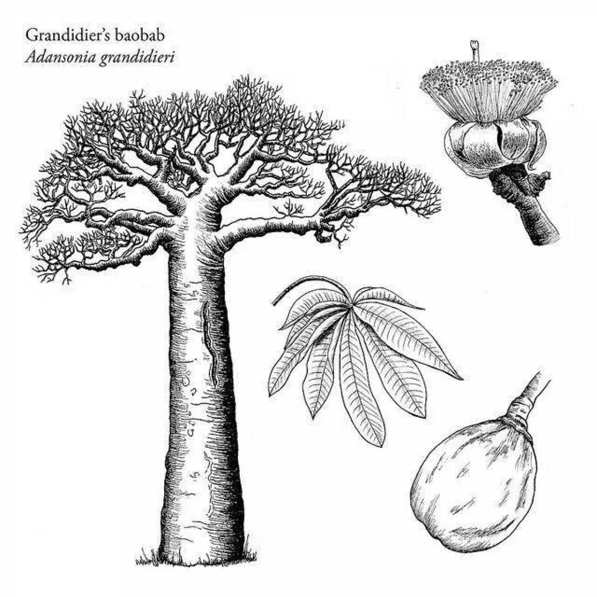 Living baobab coloring book