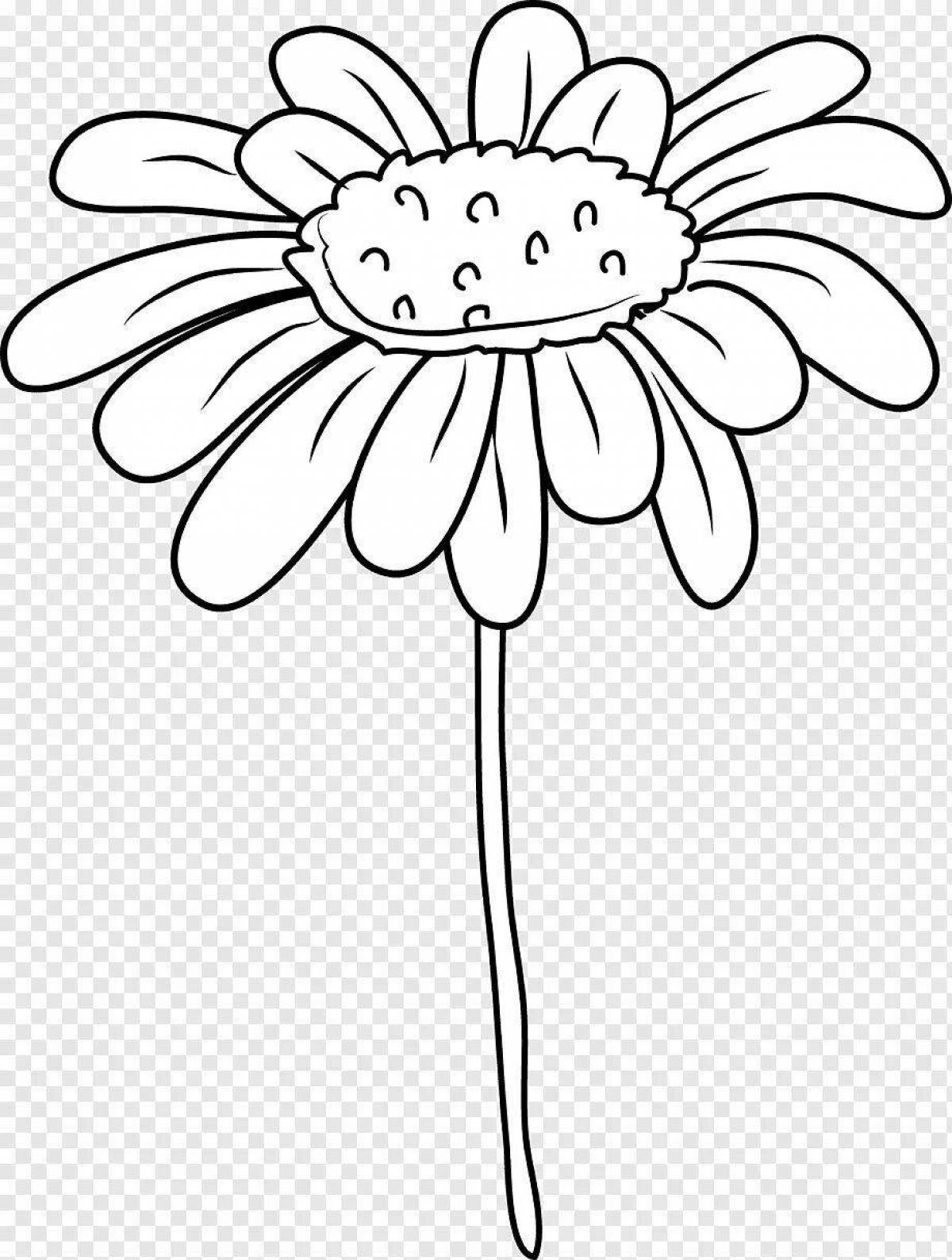 Playful chamomile coloring page