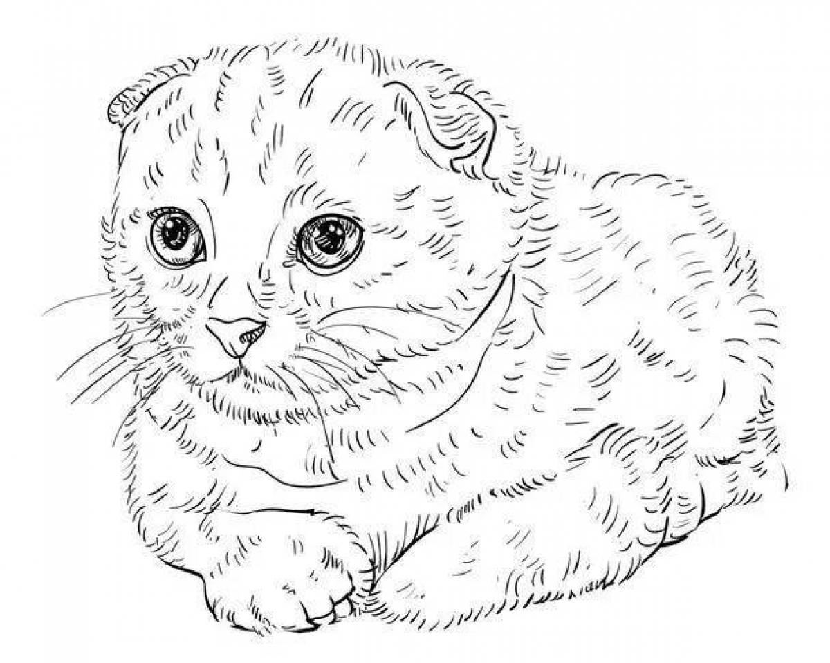 Coloring page charming british cat