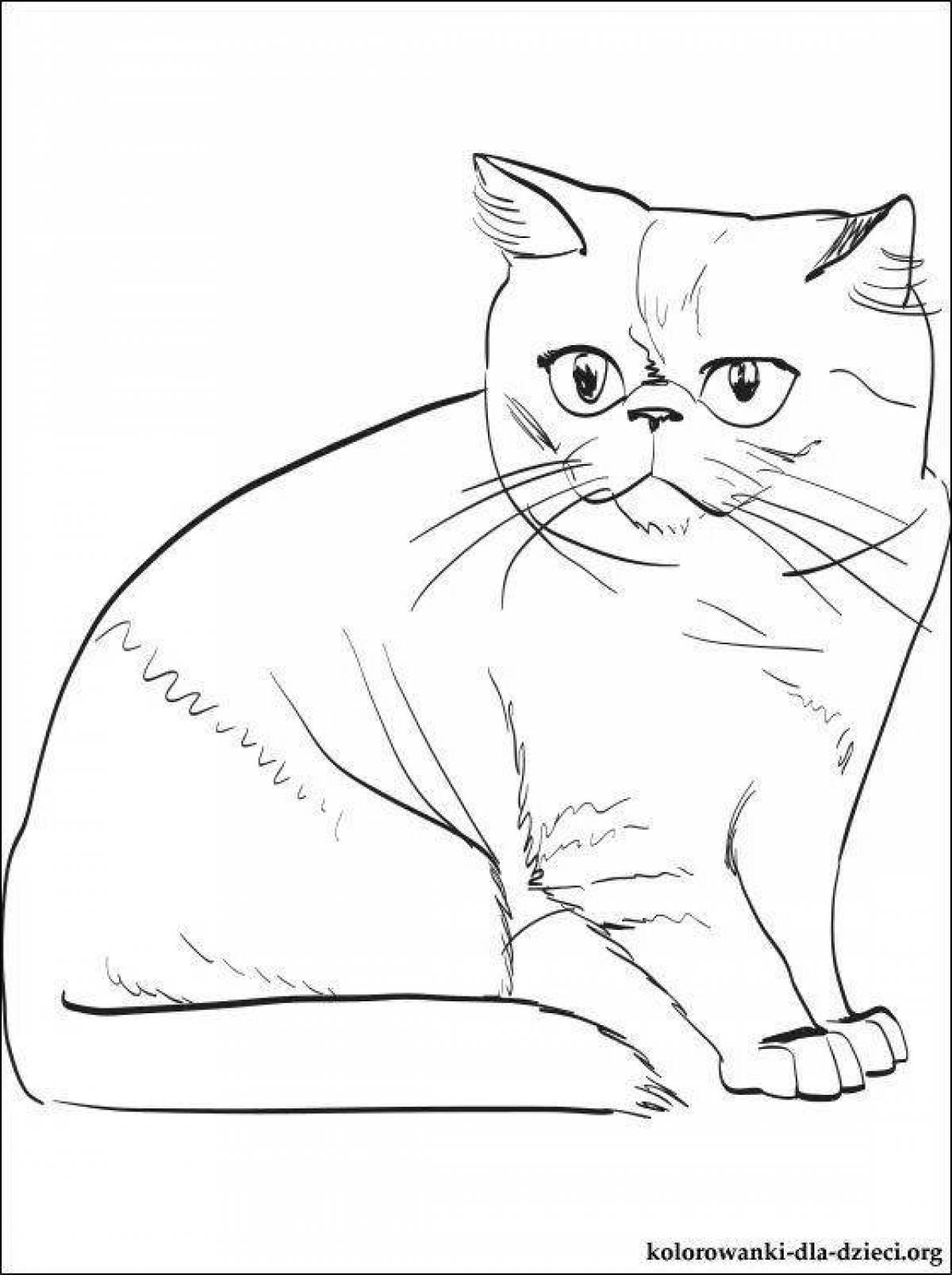 Coloring book playful british cat